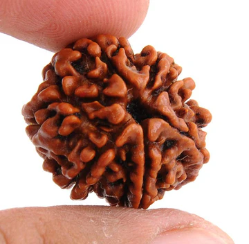 7 Mukhi Rudraksha